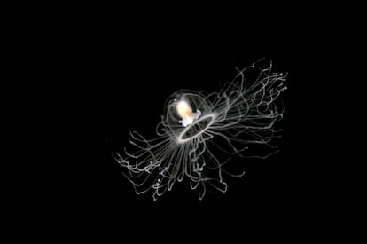 'Turritopsis nutricula', la medusa inmortal.