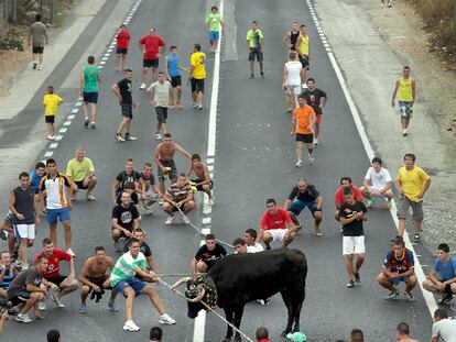 El <i>bou capllaçat,</i> ayer, en plena carretera N-340.