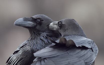 Cuervo grande <i>Corvux corax</i> en Canarias, en los acantilados cercanos al mirador de El Balcón, en el municipio de La Aldea de San Nicolás. Esta pareja de cuervos canarios se posó junto al fotógrafo mientras trataba de sacar instantáneas de gaviotas en vuelo, unos instantes después abrieron las alas y desaparecieron.