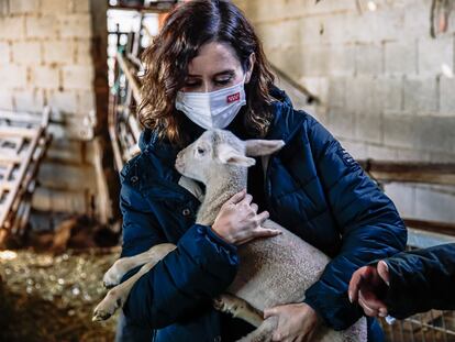 La presidenta de la Comunidad de Madrid, Isabel Díaz Ayuso, abraza a un cordero durante una visita a una granja en Colmenar Viejo.