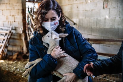 La presidenta de la Comunidad de Madrid, Isabel Díaz Ayuso, abraza a un cordero durante una visita a una granja en Colmenar Viejo.