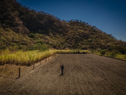 Un productor de maíz trabaja en su terreno, en el Estado de Nayarit, en marzo de 2023.