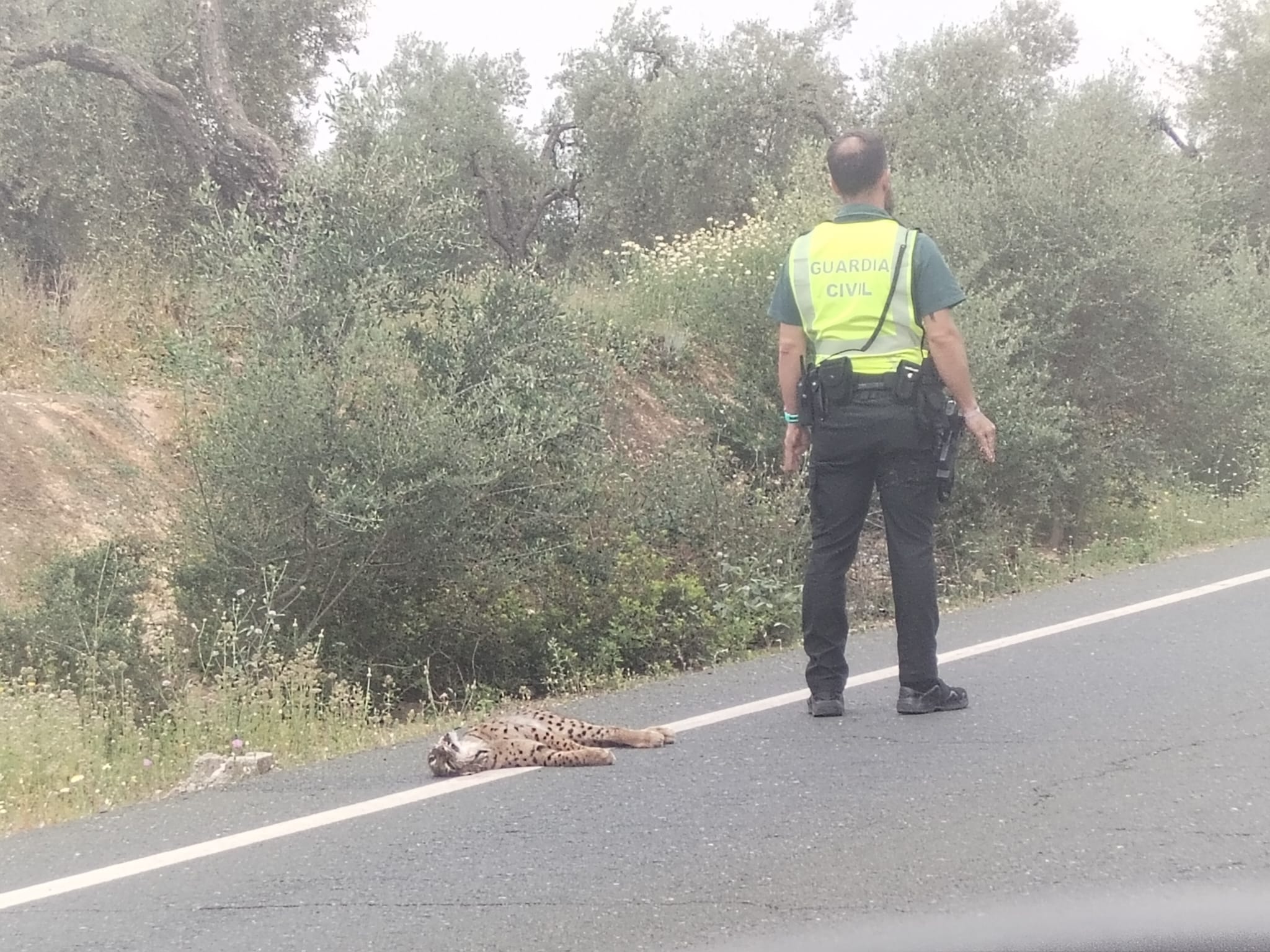 Tres linces mueren atropellados en cinco días en las carreteras andaluzas