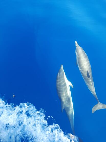Ejemplares del delfín listado en el Mediterráneo.