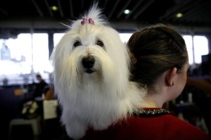 Cessie, un ejemplar de cotón de tulear de Beverley Hills (California) descansa sobre el hombro de su dueña.