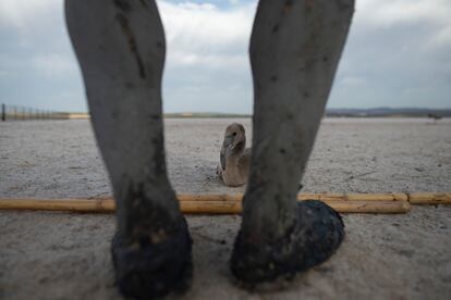 La Laguna de Fuente de Piedra es uno de los humedales más importantes para la reproducción de la población de flamencos del Mediterráneo y África Noroccidental.