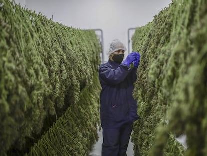 Una trabajadora revisa una planta de cannabis en un invernadero en Antioquia, Colombia, en noviembre de 2021.