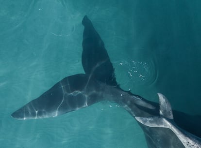 Ballena franca y su cría en Argentina