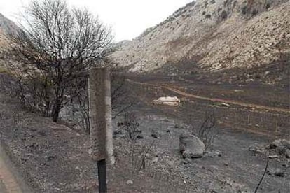 Zona afectada por las llamas del incendio registrado en la Sierra de Cádiz.