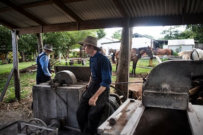 En San Miguel Gruenwald, Abram Loewen y su hijo Juan activan un rudimentario limpiador de semillas mediante el uso de caballos.