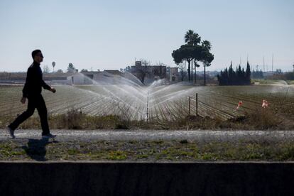 Aspersores en una plantación de zanahorias en Los Palacios (Sevilla).