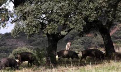 Un hombre vigila varios ejemplares de cerdo ibérico. EFE/Archivo