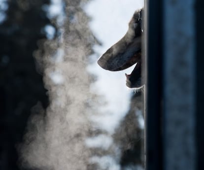 Las altas temperaturas han obligado a desplazar la salida al norte por primera vez en una década. En la imagen, Jem un perro del equipo de Justin Savidis asoma la cabeza fuera de la camioneta antes del comienzo de la carrera en Willow Lake (Alaska), 2 de marzo de 2014.