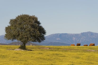 Paisaje t&iacute;pico de Extremadura.