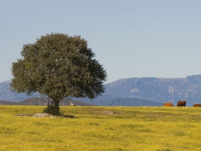 Paisaje típico de Extremadura.