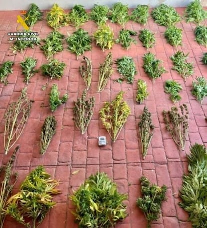 Imagen de las plantas intervenidas por la Guardia Civil.