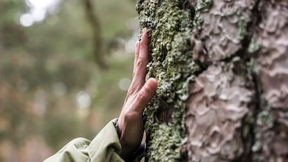 En los últimos diez años, solo en la provincia de Ourense se han registrado 10.837 incendios que arrasaron más de 122.000 hectáreas.