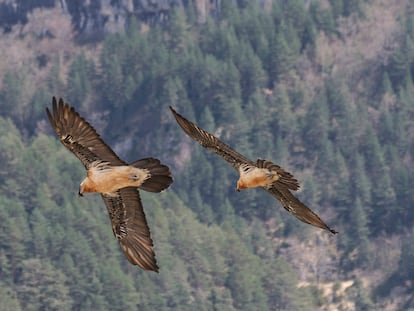 Una pareja de quebrantahuesos en el Parque Nacional de los Picos de Europa.