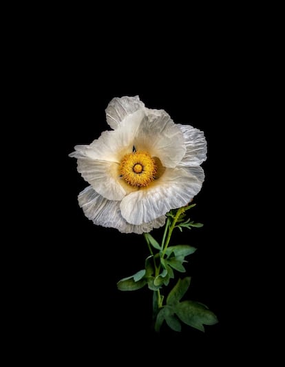 Romneya coulteri (Amapola mexicana).