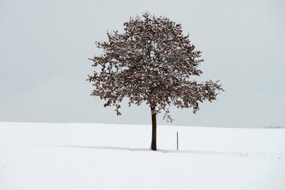 Un árbol es fotografiado en un campo cubierto de nieve cerca de la ciudad bávara de Bogen, en el sur de Alemania.