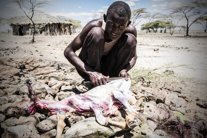 En el pueblo de Maikona, la sequía ha causado una trágica pérdida de ganado. Su precio se ha desplomado y, con el fin de rescatar lo que pueden, los pastores deben sacrificar sus cabras para salvar la carne.
