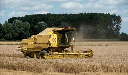 Un tractor recolecta trigo en un campo. 