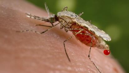 Mosquito anofeles, transmisor de la malaria.