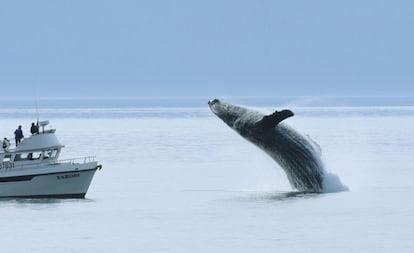 La bahía de los Glaciares se encuentra en el pico sureste del Estado de Alaska. Allí podremos encontrar, de junio a principios de septiembre, un buen número de ballenas jorobadas y también orcas que se acercan a la bahía para alimentarse. Las jorobadas forman parte de la familia de los rorcuales, suelen medir entre 12 y 16 metros y reciben su nombre por la curvatura que forma su espalda cuando se sumergen. Lo típico es adentrarse en 'kayak' hasta las islas del interior de la bahía, pero también se ofrecen opciones de transporte menos aventureras, pero más cómodas. En la bahía de los Glaciares es donde se estudió por primera vez el proceso de alimentación de las ballenas jorobadas. La técnica más destacada es la red de burbujas, con la que grupos de cetáceos encierran a sus presas a base de burbujas de aire que aprisionan a bancos de peces, incapaces de evitar ser devorados.