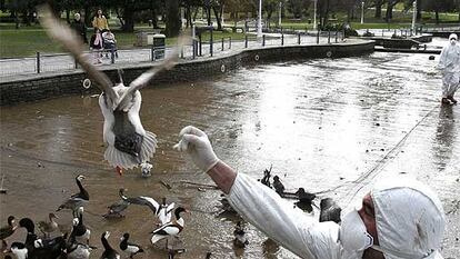 Un empleado del Ayuntamiento de Bilbao atrapa un pato en un parque la semana pasada.