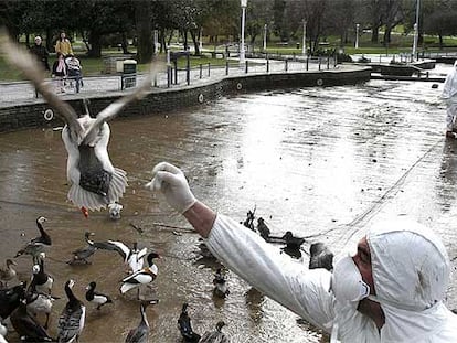 Un empleado del Ayuntamiento de Bilbao atrapa un pato en un parque la semana pasada.