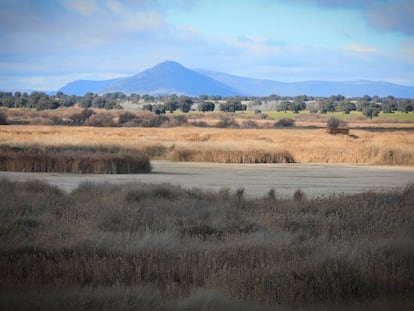 Tablazos centrales secos del humedal del Parque Nacional de las Tablas de Daimiel.