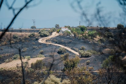 Ceniza del incendio originado ayer en Méntrida, en el municipio de Casarrubios del Monte.