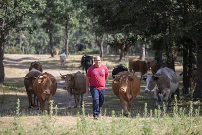Carlos Sanz, con sus vacas en Rascafría.