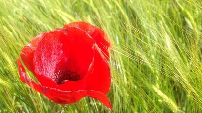 Amapola Silvestre (Papaver rhoeas).