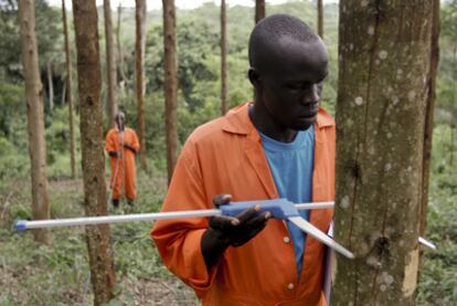 Un trabajador de la británica New Forests Company mide el tamaño de un eucaliptus en una de las plantaciones de la empresa.