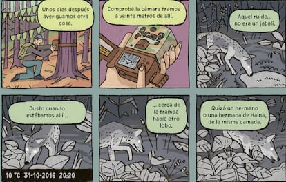 Vi?etas del cmic 'Lobos. Historias autnticas' (Maeva), de Michal Figura, Aleksandra Mizielinska y Daniel Mizielinski.