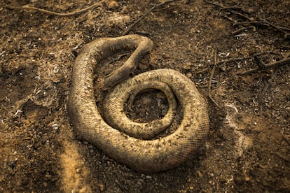 Una serpiente muerta en el humedal, cerca de Porto Jofre, el 17 de noviembre.