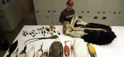 Algunas de las especies analizadas en el estudio genético comparativo. Fotografía fomada en el Museo Nacional de Historia Natural de Washington D. C.