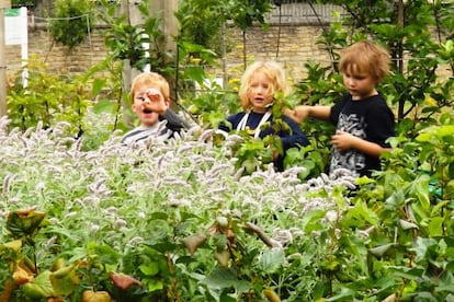 Los niños aprenden a estar en contacto con la agricultura desde edades muy tempranas, así como permacultura o acuaponia.