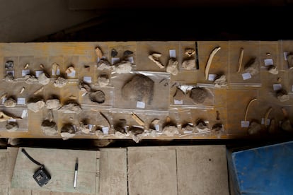 Huesos y fósiles encontrados en Atapuerca. 