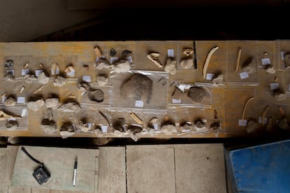 Huesos y fósiles encontrados en Atapuerca.