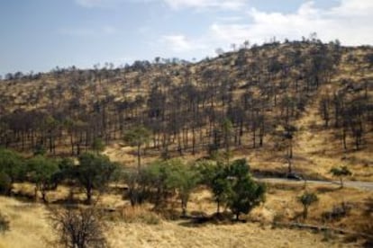 El fuego se originó en la carretera y arrasó más de 1.500 hectáreas. Así estaba un tramo del monte afectado la semana pasada.