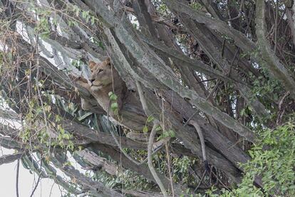 Uno de los miembros del grupo de Kogere, descansando en lo alto de un árbol. Los leones pasan hasta 20 horas diarias durmiendo.