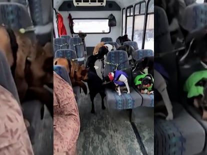 El "autobús escolar" de mascotas que se ha hecho viral en Alaska, dirigido por 'Mo Mountain Mutts' de la mano del matrimonio Thompson.