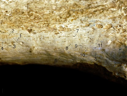 Detalle de la tibia fósil de un homínido con las marcas de corte numeradas.