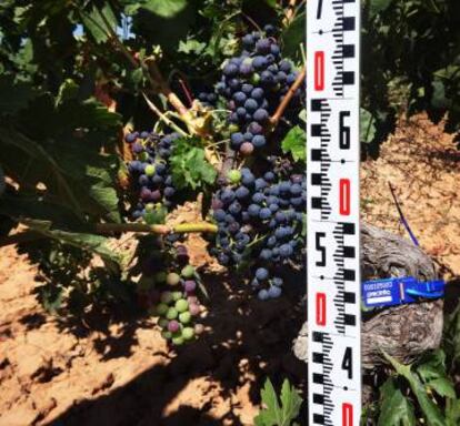 Bodegas Roda ha invertido desde sus comienzos una buena parte de sus beneficios en investigación.