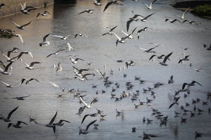 Una bandada de gaviotas reidoras descansan junto a la escuela de remo del río Manzanares. Se trata de un ave de tamaño más bien pequeño, con un característico capuchón de color marrón chocolate, presente únicamente en el plumaje de la época de reproducción. El plumaje varía con la edad; los ejemplares adultos exhiben un diseño nupcial dominado por una tonalidad gris clara en sus partes dorsales y de un blanco puro en las ventrales, que se vuelve chocolate en la cabeza, donde resalta vivamente un anillo ocular incompleto de color blanco. El pico es de un intenso rojo negruzco. Los ejemplares juveniles, por su parte, son mayoritariamente pardogrisáceos en el dorso y carecen del llamativo capuchón oscuro, aunque la cabeza no llega a ser completamente blanca, pues presenta una mancha auricular y el píleo manchado de marrón; tras sucesivas mudas, alcanzan el plumaje definitivo en su segundo año de vida.