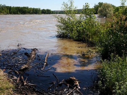 Restos de petróleo en un área inundada por la crecida del río.