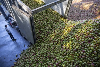 Egoitz Zapiain, experto en manzanas de sidra, controla la descarga de la cosecha al llegar a la sidrería Zapiain.