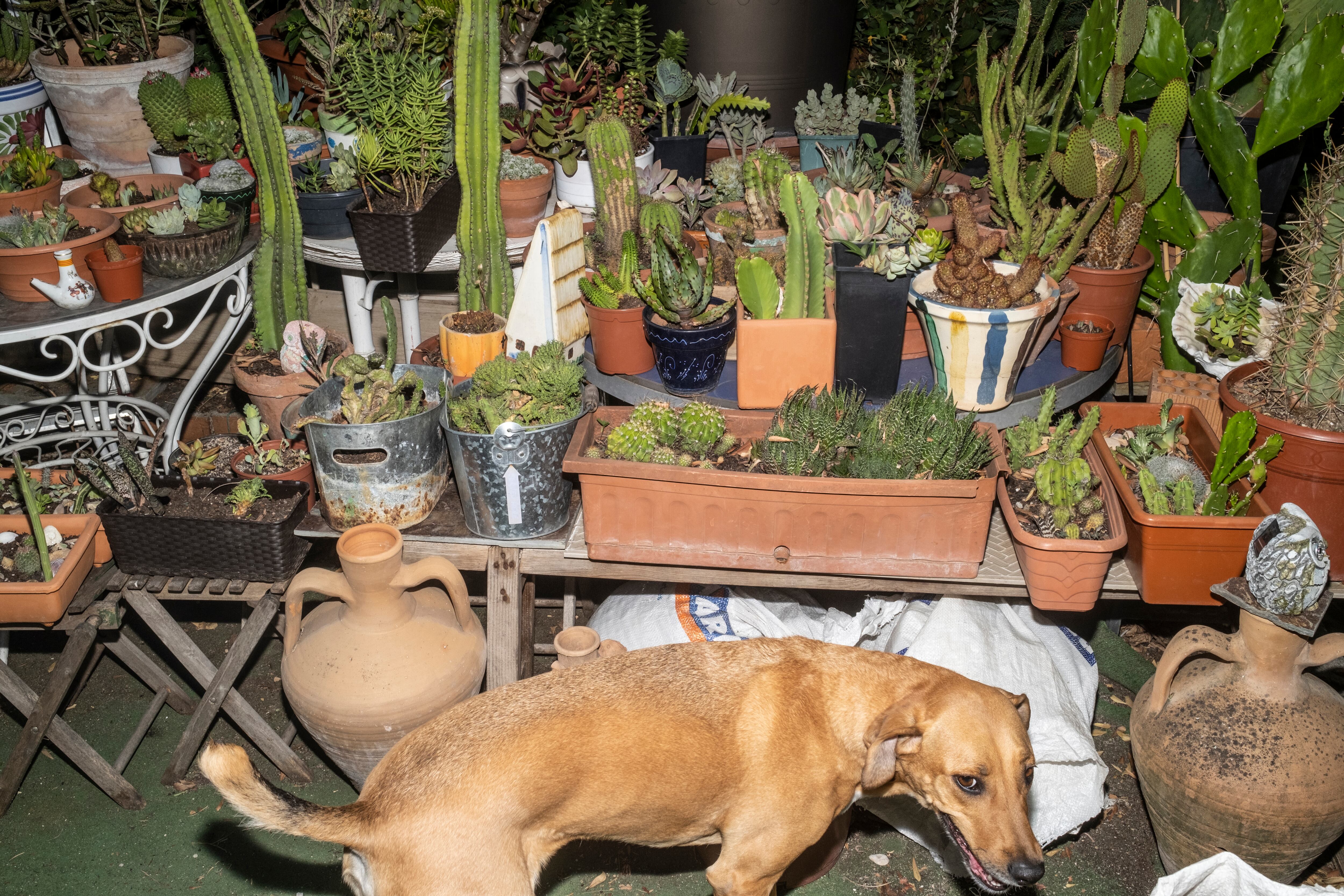 Coda, la perra de Fernando Caballero en la colonia San Vicente, junto a la colección de cactus que guarda en el jardín.